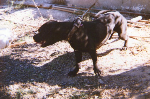 Una foto rara de small, rara por la posicion de el perro, miraba una garrafa de plastico, lo solto y se perdio entre los arbustos, el sonido que se oia para un perro "pequeño" mientras la mordia.. uff 